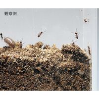 アズワン 観察用アクリル水槽 薄型(150×40) 3-6760-02 1個（直送品）