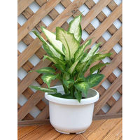 アップルウェアー 輪鉢F型 12号 4905980036017 1個（直送品）