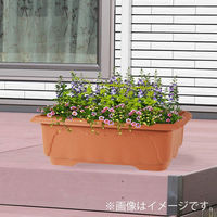 アップルウェアー クイーンワイド 600型 4905980113527 1個（直送品）