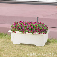 アップルウェアー クイーンワイド 600型 4905980113510 1個（直送品）