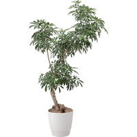 アップルウェアー アトリエ ポット 37型 4905980114616 1個