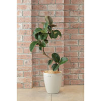 アップルウェアー ラスターポット 185型 4905980123069 1個（直送品）