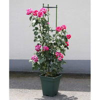 アップルウェアー ロゼアスクエア 330型 4905980312142 1個