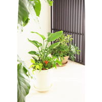 アップルウェアークラフトプレート 18型用 ホワイト 直径196mm 鉢用受皿