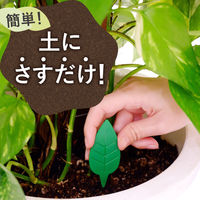 BotaNice ボタナイス 土からわいたコバエ退治 粘着剤タイプ 1パック（12個入） アース製薬