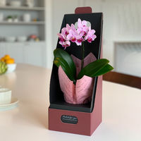ギフトカード　手土産　お祝い　賞品　贈り物に　マイクロ胡蝶蘭 2WAYBOX入り(2.5号鉢1本立ち 淡ピンク)　スタンダード封筒（直送品）