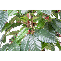 岩や 人工樹木／人工観葉植物　コーヒー GOW-493 1個（直送品）