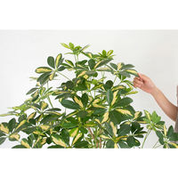 岩や 人工樹木／人工観葉植物　シェフレラ GOW-503 1個（直送品）