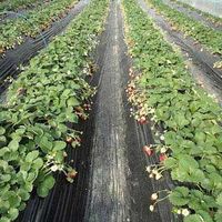 シンセイ 穴あきホールマルチ黒/0.02×95×50 4571191193384 1セット(3巻)（直送品）