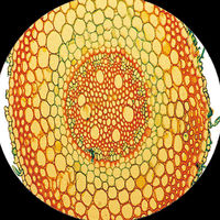 顕微鏡 プレゼント 知育 自由研究 夏休み 003-010 1個 銀鳥産業（直送品）