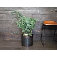 ホワイエ AMシリンダーポットBK H22 3u00068BK 1個（直送品）