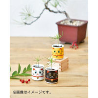 聖新陶芸 聖新 GD-91401 オメデタオチョコ 招き 白 赤松　1個（直送品）