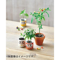 聖新陶芸 聖新 GD-91502 オメデタオチョコ だるま シロ 1個（直送品）