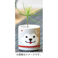 聖新陶芸 聖新 GD-92202 オメデタオチョコ ハチ公グレー黒松　1個（直送品）