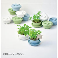 聖新陶芸 聖新 GD-94801 PLANTSMINE四葉のクローバー　1個（直送品）