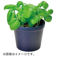 聖新陶芸 聖新 GD-95103 レシピ付栽培セット バジル　1セット（直送品）