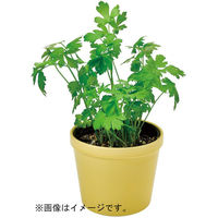 聖新陶芸 聖新 GD-95102 レシピ付栽培セットイタリアンパセリ　1セット（直送品）