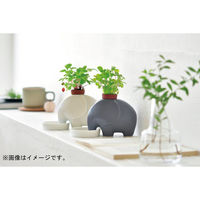 聖新陶芸 聖新 GD-95502エレプラントホワイトワイルドストロベリー　1個（直送品）