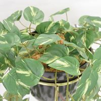 アントレックス bcl フェイクグリーン スタンドポット 幅210×奥行210×高さ630mm ポトス 4992831250456 1個（直送品）