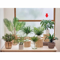 ストア・エキスプレス セラミックポット　パキラ 8566-110 1個（直送品）