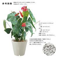 リッチェル ラピスポット 30型 ダークグレー 285965 1個（直送品）