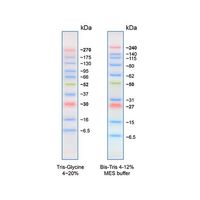 アズワン BLUltra Prestained Protein Ladder プロテインラダーマーカー PMB01-0500 1個（直送品）