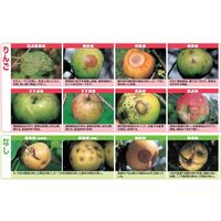 日本農薬 オキシラン水和剤 1kg 2057064 1袋（直送品）