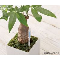 キャビノチェ 水やりチェッカー(SUSTEE) L グリーン 4-1456-06 1セット(5個)