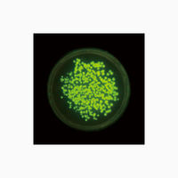 サンプラテック コンパクトLEDビューワー 470nmLED 26955 1台（直送品）