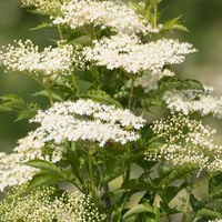 エルダーフラワーシロップ 有機コーディアルエルダーフラワー　500ml ユウキ食品　ハーブ飲料