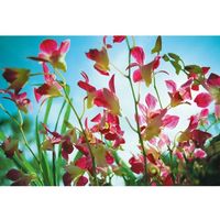 ジョインテックス 写真用光沢紙A4 100枚 A029J 1セット(30冊)（直送品）