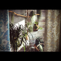 スミノエ DISNEY セミオーダー カーテン プー パルテール 1700×1100mm ライトブルー １セット(2枚入)（直送品）