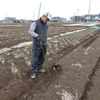 浅野木工所 四万十式 新根切り Sサイズ 09215 1個（直送品）