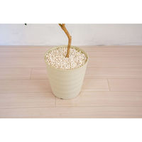 岩や 人工樹木／人工観葉植物　オリーブ　１６０ｃｍ A-0029 1個（直送品）