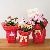 ヘッズ スイートハートOPPポットカバー-5 250枚(50枚×5) SHA-RE5 1セット(250枚入)（直送品）