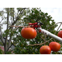 超軽量高枝鋏ライトチョキズーム　150Z-3.0-5D　アルスコーポレーション　（直送品）