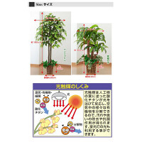 ファミリー・ライフ　人工観葉植物ベンジャミン＆幸福の木2個セット　（直送品）