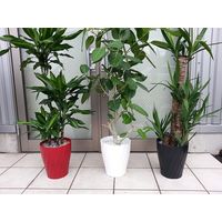 明和 Twistロング 6スン ホワイト 4580166883243 1個（直送品）