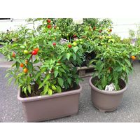 大和プラスチック eco&ecoウインプランター 丸32型 エコブラウン 4903266722760 1個