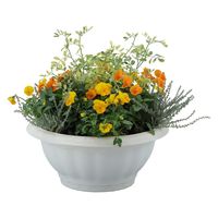 アップルウェアー クイーンボール 35型 ホワイト 4905980112414 1個（直送品）