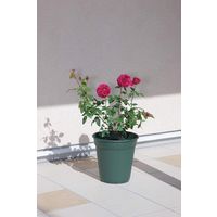 アップルウェアー ロゼアポット 300型 グリーン 4905980137042 1個（直送品）