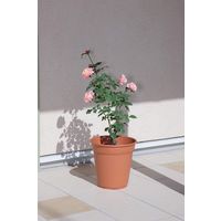 アップルウェアー ロゼアポット 300型 ブラウン 4905980137134 1個（直送品）