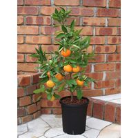 アップルウェアー 果樹鉢 365型 ブラック 4905980310469 1個