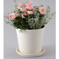 アップルウェアー コティプレート 220型 ホワイト 4905980431867 1個（直送品）