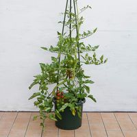 アップルウェアー 野菜鉢 30型 グリーン 4905980947061 1個（直送品）