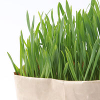 無印良品 猫草栽培セット 2個入り 6セット 良品計画