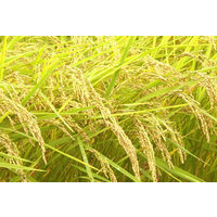 沁米酒 米だけの酒 パック 2L 1本　北関酒造 日本酒