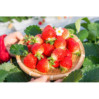 博多あまおう たっぷり苺のアイス　AH-TP 787206 1セット（直送品）