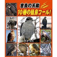 コンパル 防鳥ソーラードッキリバード 猛鳥コール 62972 1個