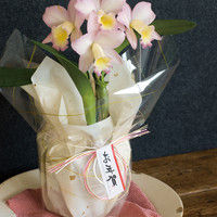 ヘッズ 年賀水引付シール MH-NE 1セット（120枚：10枚×12パック）（直送品）